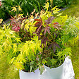 BLOOMIQUE - Acer Palmatum 'Festival' - Érable du Japon - Feuilles 3 couleurs dans 1 plante - P. 19 cm - vignette