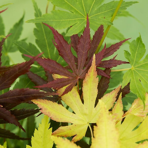 BLOOMIQUE - Acer Palmatum 'Festival' - Érable du Japon - Feuilles 3 couleurs dans 1 plante - P. 19 cm - large