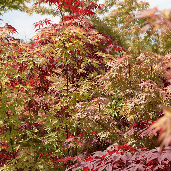 BLOOMIQUE - Acer Palmatum 'Festival' - Érable du Japon - Feuilles 3 couleurs dans 1 plante - P. 19 cm - large