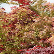 BLOOMIQUE - Acer Palmatum 'Festival' - Érable du Japon - Feuilles 3 couleurs dans 1 plante - P. 19 cm - vignette