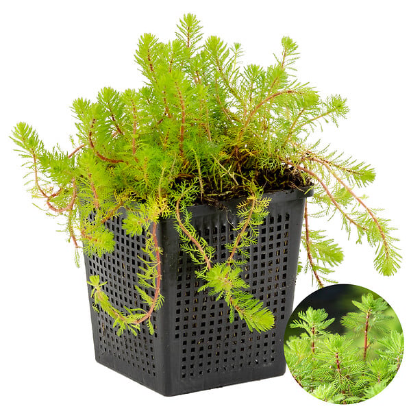 BLOOMIQUE - Myriophyllum Red Stem - Myriophylle rouge - Plantes de bassin - H. 10-20 cm - P. 11 cm - large