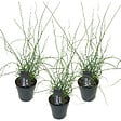 BLOOMIQUE - Lot de 3 - Juncus Spiralis - Jonc spiralé - Plantes de bassin - H. 20-30 cm - P. 9 cm - vignette