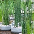 BLOOMIQUE - Lot de 3 - Juncus Spiralis - Jonc spiralé - Plantes de bassin - H. 20-30 cm - P. 9 cm - vignette