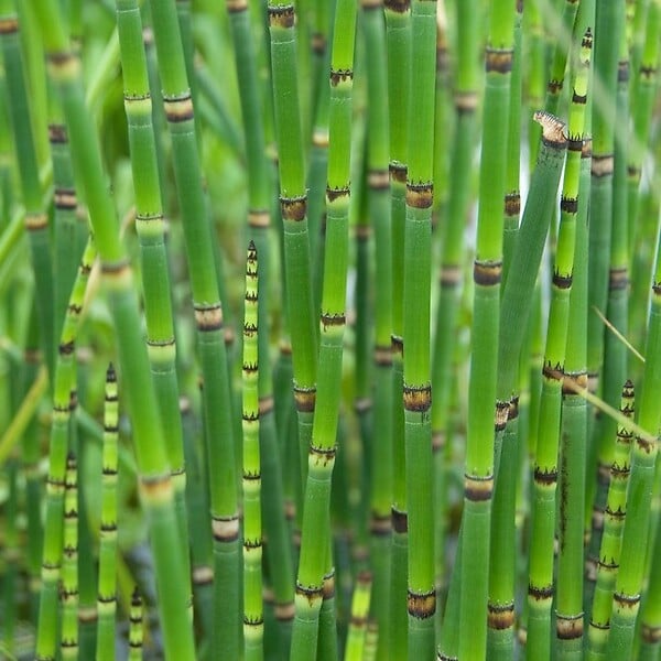 BLOOMIQUE - Lot de 3 - Juncus Spiralis - Jonc spiralé - Plantes de bassin - H. 20-30 cm - P. 9 cm - large
