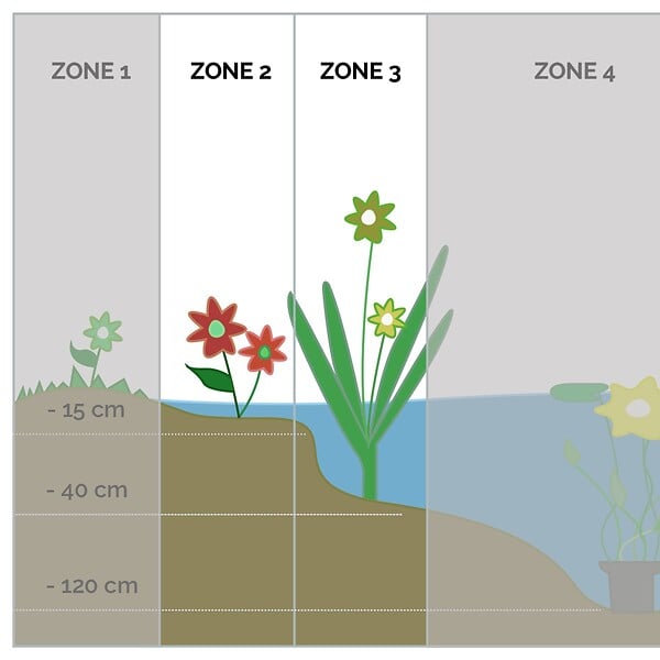 BLOOMIQUE - Lot de 3 - Juncus Spiralis - Jonc spiralé - Plantes de bassin - H. 20-30 cm - P. 9 cm - large