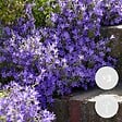 BLOOMIQUE - Lot de 3 - Campanula Ambella Lavender - Campanule - Couvre-sol - H. 10-20 cm - P. 10,5 cm - vignette