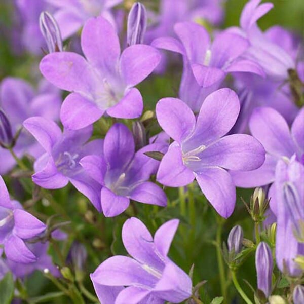 BLOOMIQUE - Lot de 3 - Campanula Ambella Lavender - Campanule - Couvre-sol - H. 10-20 cm - P. 10,5 cm - large