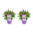 BLOOMIQUE - Lot de 2 - Buddleja Butterfly Little Purple - Arbre aux papillons - H. 30-40 cm - P. 19 cm - vignette