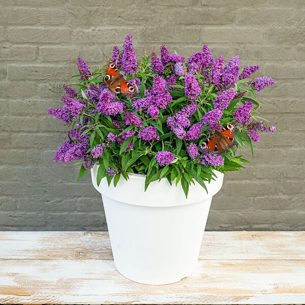 BLOOMIQUE - Lot de 2 - Buddleja Butterfly Little Purple - Arbre aux papillons - H. 30-40 cm - P. 19 cm - large