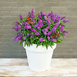 BLOOMIQUE - Lot de 2 - Buddleja Butterfly Little Purple - Arbre aux papillons - H. 30-40 cm - P. 19 cm - vignette
