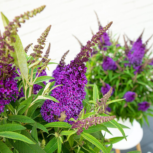BLOOMIQUE - Lot de 2 - Buddleja Butterfly Little Purple - Arbre aux papillons - H. 30-40 cm - P. 19 cm - large
