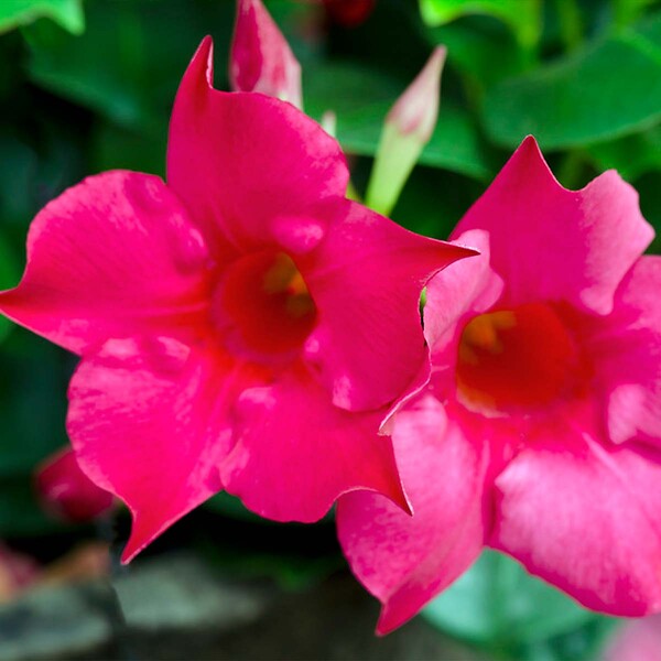 BLOOMIQUE - Mandevilla Sundaville - Jasmin du Chili - Rose - Plantes de jardin - Hauteur 70-90 cm - Pot 19 cm - large