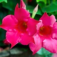 BLOOMIQUE - Mandevilla Sundaville - Jasmin du Chili - Rose - Plantes de jardin - Hauteur 70-90 cm - Pot 19 cm - vignette