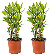 BLOOMIQUE - Lot de 2 - Laurus Nobilis - Laurier-sauce - Plantes de jardin - H. 40-50 cm - P. 15 cm - vignette