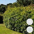 BLOOMIQUE - Lot de 2 - Laurus Nobilis - Laurier-sauce - Plantes de jardin - H. 40-50 cm - P. 15 cm - vignette