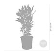 BLOOMIQUE - Lot de 2 - Laurus Nobilis - Laurier-sauce - Plantes de jardin - H. 40-50 cm - P. 15 cm - vignette