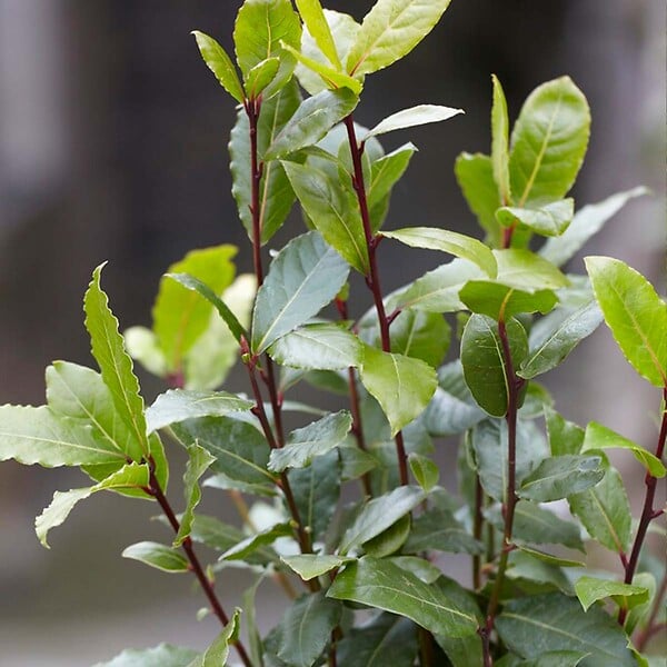 BLOOMIQUE - Lot de 2 - Laurus Nobilis - Laurier-sauce - Plantes de jardin - H. 40-50 cm - P. 15 cm - large