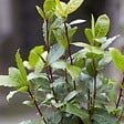 BLOOMIQUE - Lot de 2 - Laurus Nobilis - Laurier-sauce - Plantes de jardin - H. 40-50 cm - P. 15 cm - vignette