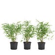 BLOOMIQUE - Lot de 3 - Fargesia rufa - Bambou non traçant - Persistant - H. 20-30 cm - P. 10 cm - vignette