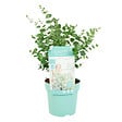 BLOOMIQUE - Eucalyptus Gunnii Azura - Eucalyptus - Plantes de jardin - Rustique - Hauteur 30-50 cm - Pot 15 cm - vignette