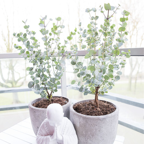 BLOOMIQUE - Eucalyptus Gunnii Azura - Eucalyptus - Plantes de jardin - Rustique - Hauteur 30-50 cm - Pot 15 cm - large