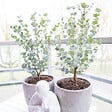BLOOMIQUE - Eucalyptus Gunnii Azura - Eucalyptus - Plantes de jardin - Rustique - Hauteur 30-50 cm - Pot 15 cm - vignette