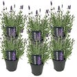 BLOOMIQUE - Lot de 6 - Lavandula Angustifolia - Plante de lavande - Plantes de jardin - H. 20-25 cm - P. 12 cm - vignette