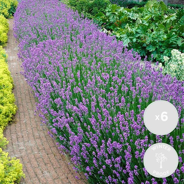 BLOOMIQUE - Lot de 6 - Lavandula Angustifolia - Plante de lavande - Plantes de jardin - H. 20-25 cm - P. 12 cm - large