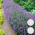 BLOOMIQUE - Lot de 6 - Lavandula Angustifolia - Plante de lavande - Plantes de jardin - H. 20-25 cm - P. 12 cm - vignette