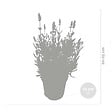BLOOMIQUE - Lot de 6 - Lavandula Angustifolia - Plante de lavande - Plantes de jardin - H. 20-25 cm - P. 12 cm - vignette