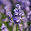 BLOOMIQUE - Lot de 6 - Lavandula Angustifolia - Plante de lavande - Plantes de jardin - H. 20-25 cm - P. 12 cm - vignette