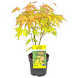 BLOOMIQUE - Acer palmatum 'Orange Dream' - Érable du Japon - Feuillage orange - H. 20-30 cm - P. 10,5 cm - vignette