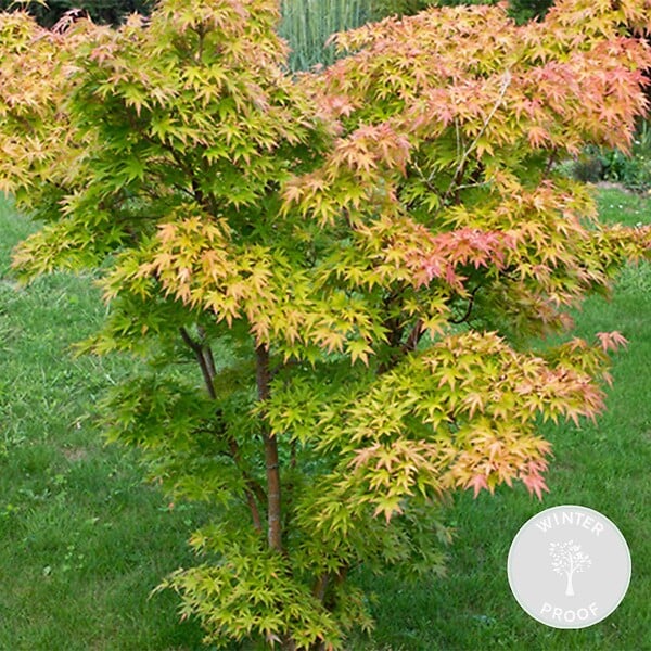 BLOOMIQUE - Acer palmatum 'Orange Dream' - Érable du Japon - Feuillage orange - H. 20-30 cm - P. 10,5 cm - large