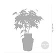 BLOOMIQUE - Acer palmatum 'Orange Dream' - Érable du Japon - Feuillage orange - H. 20-30 cm - P. 10,5 cm - vignette