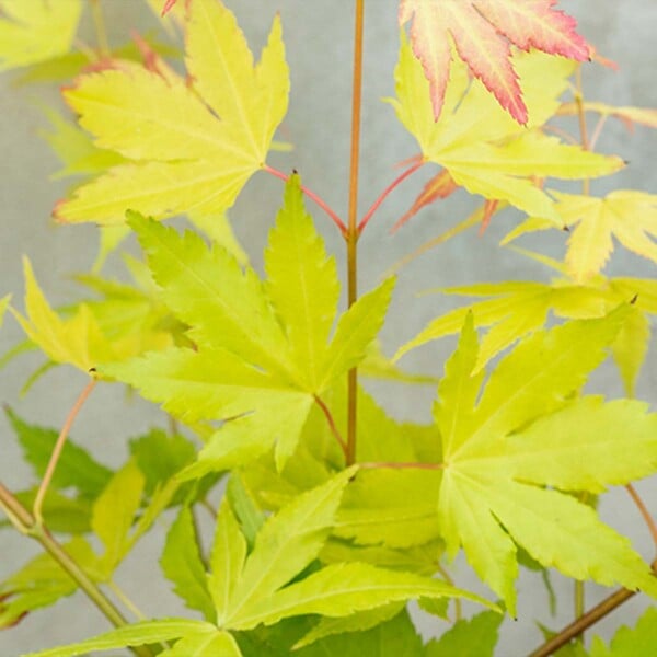 BLOOMIQUE - Acer palmatum 'Orange Dream' - Érable du Japon - Feuillage orange - H. 20-30 cm - P. 10,5 cm - large