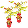 BLOOMIQUE - Lot de 2 - Acer Shirasawanum 'Moonrise' - Érable du Japon - H. 50-70 cm - P. 19 cm - vignette