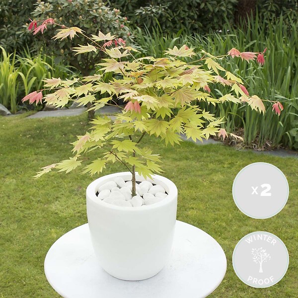 BLOOMIQUE - Lot de 2 - Acer Shirasawanum 'Moonrise' - Érable du Japon - H. 50-70 cm - P. 19 cm - large