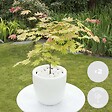 BLOOMIQUE - Lot de 2 - Acer Shirasawanum 'Moonrise' - Érable du Japon - H. 50-70 cm - P. 19 cm - vignette
