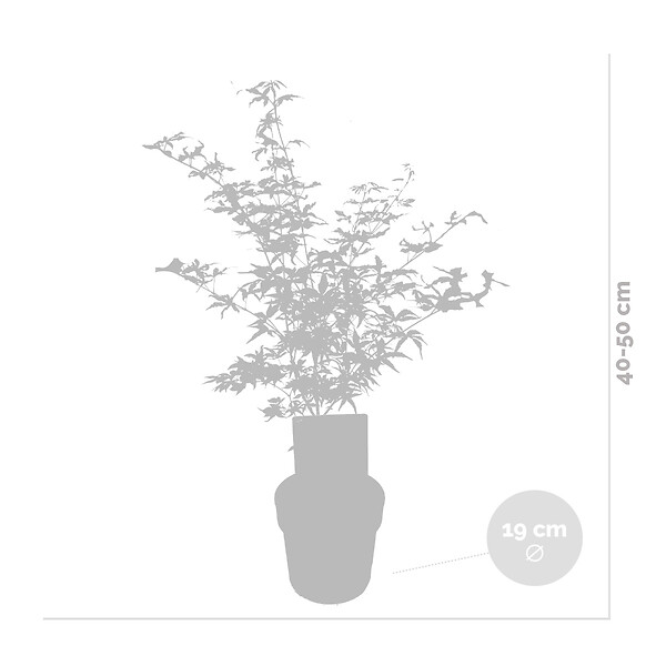 BLOOMIQUE - Lot de 2 - Acer Shirasawanum 'Moonrise' - Érable du Japon - H. 50-70 cm - P. 19 cm - large