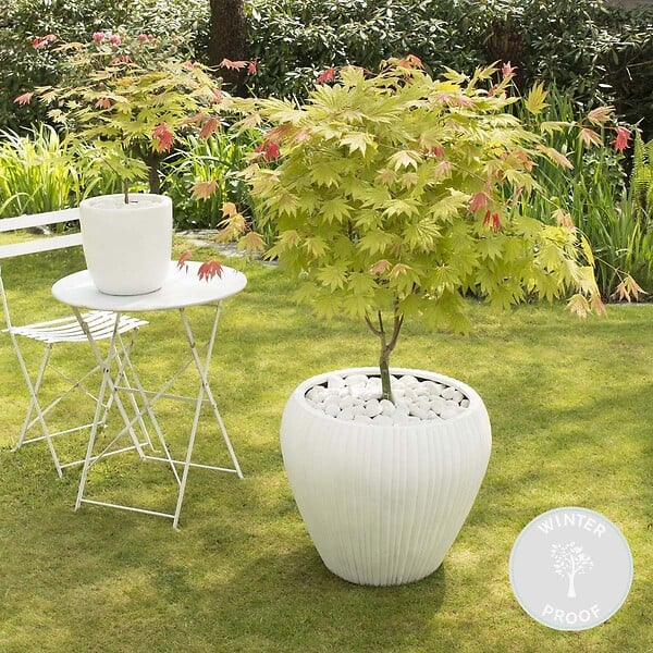 BLOOMIQUE - Acer Shirasawanum 'Moonrise' - Érable du Japon sur tige - Arbre - H. 80-100 cm - P. 19 cm - large