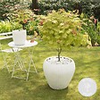BLOOMIQUE - Acer Shirasawanum 'Moonrise' - Érable du Japon sur tige - Arbre - H. 80-100 cm - P. 19 cm - vignette