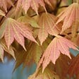 BLOOMIQUE - Acer Shirasawanum 'Moonrise' - Érable du Japon sur tige - Arbre - H. 80-100 cm - P. 19 cm - vignette