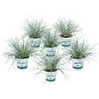 BLOOMIQUE - Lot de 6 - Festuca Glauca Compacta Blue - Fétuque Bleue - H. 20-30 cm - P. 10,5 cm - vignette