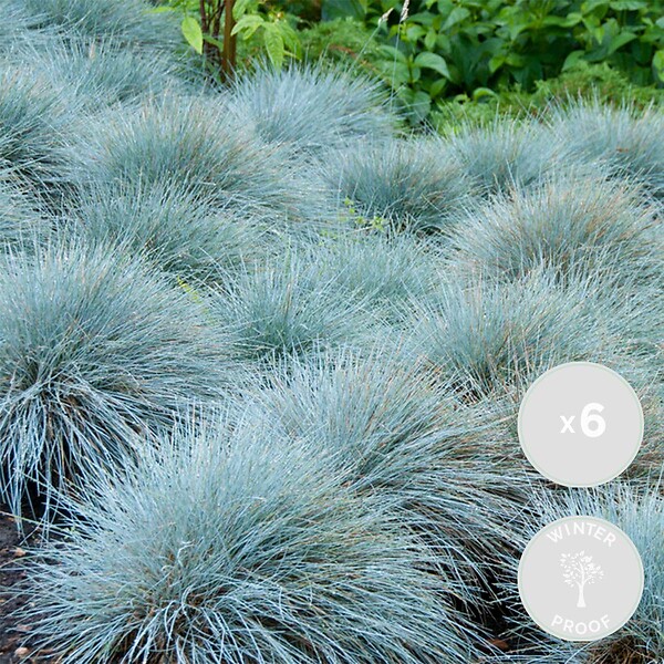 BLOOMIQUE - Lot de 6 - Festuca Glauca Compacta Blue - Fétuque Bleue - H. 20-30 cm - P. 10,5 cm - large