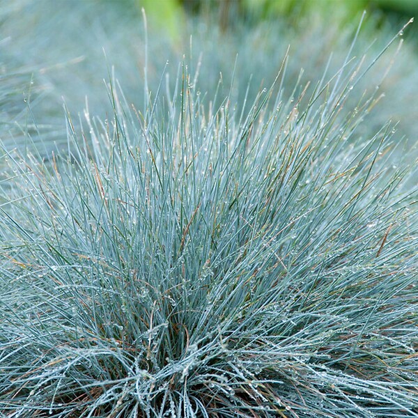 BLOOMIQUE - Lot de 6 - Festuca Glauca Compacta Blue - Fétuque Bleue - H. 20-30 cm - P. 10,5 cm - large