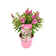 BLOOMIQUE - Buddleja Butterfly Little Pink - Arbre aux papillons - Plantes de jardin - H. 30-40 cm - P. 19 cm - vignette