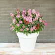 BLOOMIQUE - Buddleja Butterfly Little Pink - Arbre aux papillons - Plantes de jardin - H. 30-40 cm - P. 19 cm - vignette