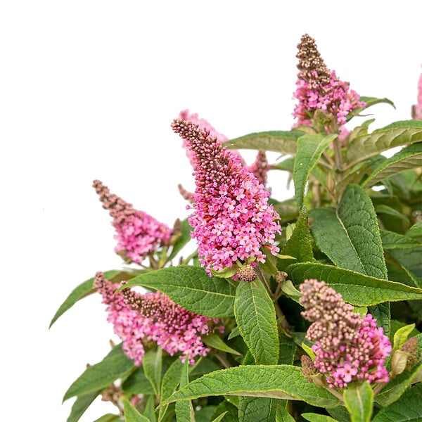 BLOOMIQUE - Buddleja Butterfly Little Pink - Arbre aux papillons - Plantes de jardin - H. 30-40 cm - P. 19 cm - large