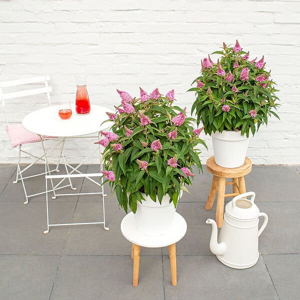 BLOOMIQUE - Buddleja Butterfly Little Pink - Arbre aux papillons - Plantes de jardin - H. 30-40 cm - P. 19 cm - large