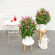 BLOOMIQUE - Buddleja Butterfly Little Pink - Arbre aux papillons - Plantes de jardin - H. 30-40 cm - P. 19 cm - vignette